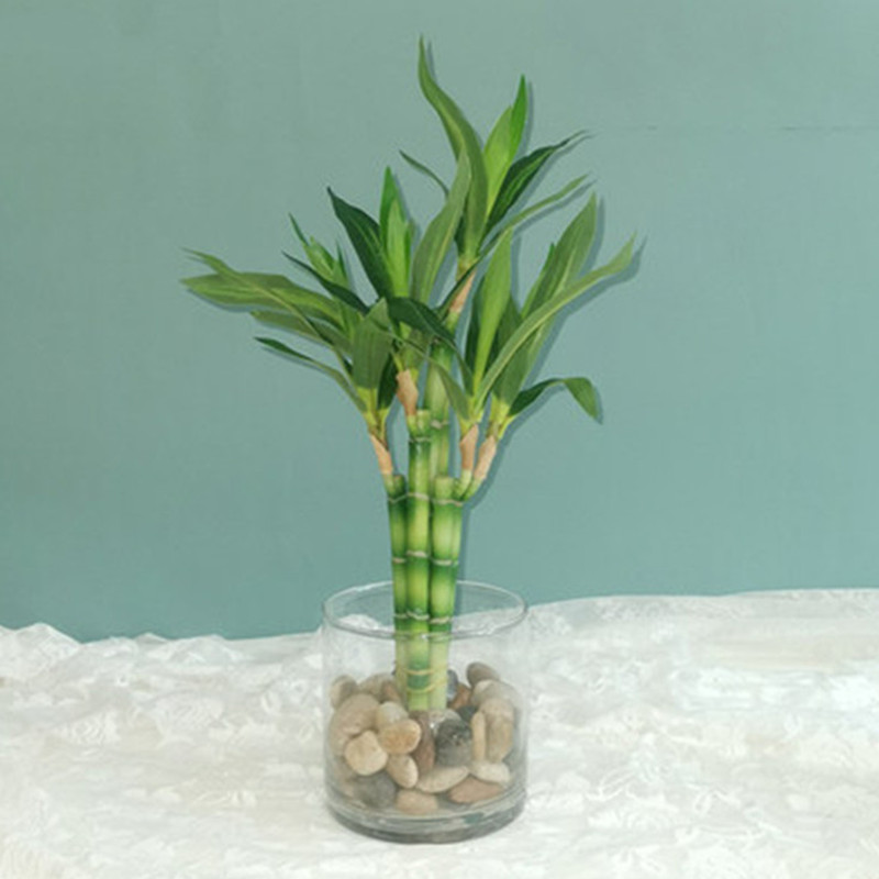 Aquarium Marine Fish - Yeni 40cm Yapay Şanslı Bambu Sukulent
