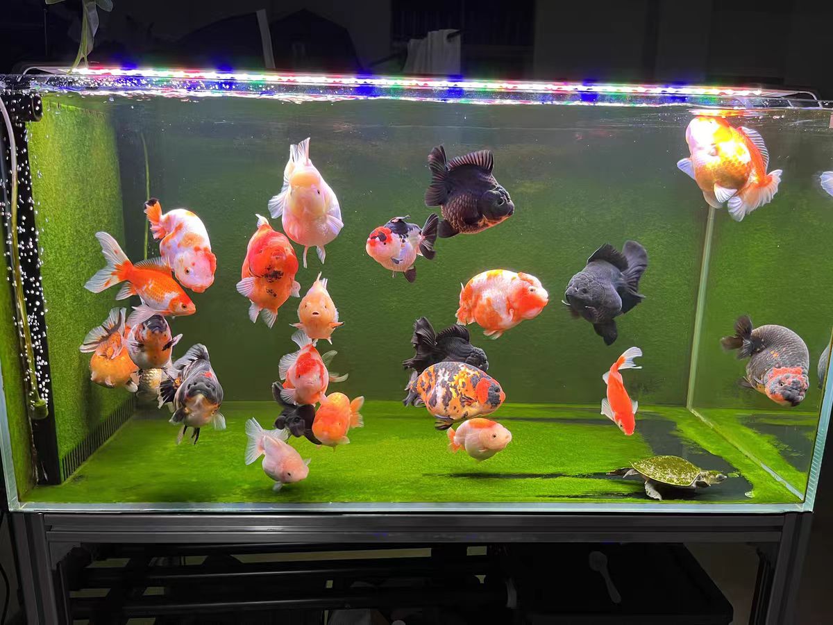 Optik Lensli Akvaryum Işığı LE - Aquarium Marine Clearwater incelemesi ve fiyatı
